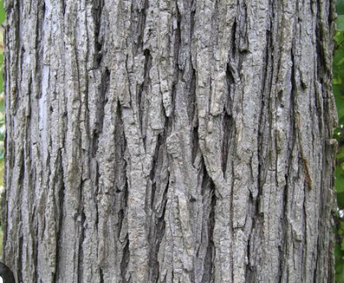 <p>Ulmus rubra Ulmaceae</p>