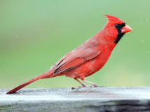 <p>Northern Cardinal</p>