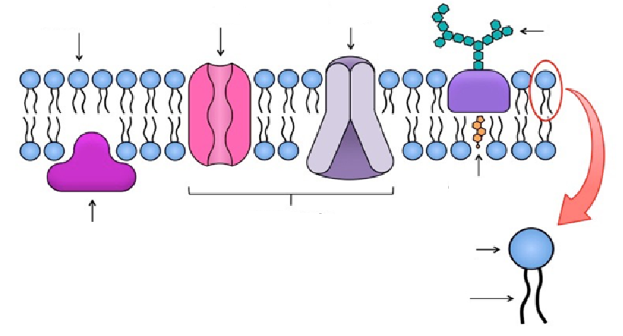 <p>Fill in the arrows of this plasma membrane diagram</p>