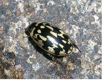 <p>Class 5 – Air Breathing</p>