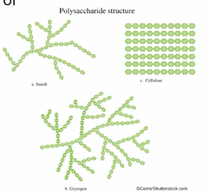 <p>Carbohydrates polymers may be liner or branches and this structure causes the function of the polymer function to be unique despite most of them composing of the same types of elements <strong>(C6H12O6 x # of monomers - H2O x # of monomers)</strong></p><p>For example starch and glycogen and both assembled from similar forms of glucose, and these glucose monomers are connected by covalent bonds in similar locations and orientations. Which leads to branching structure in both polysaccharides and similar function as starch is a stored form of sugars and energy in plants, whereas, glycogen is a stored form of sugar and energy in animals.</p><p>However, cellulose is assembled from a different from of glucose monomer and therefore when those particular subunits are connected, they form long, liner, unbranched chains.And when these linear strands are arranged side by side hydrogen bonding can happen between these strands which will causes the cellulose molecules to cluster together. Therefore the function of cellulose can be providing structure strength in plant cells walls.</p>
