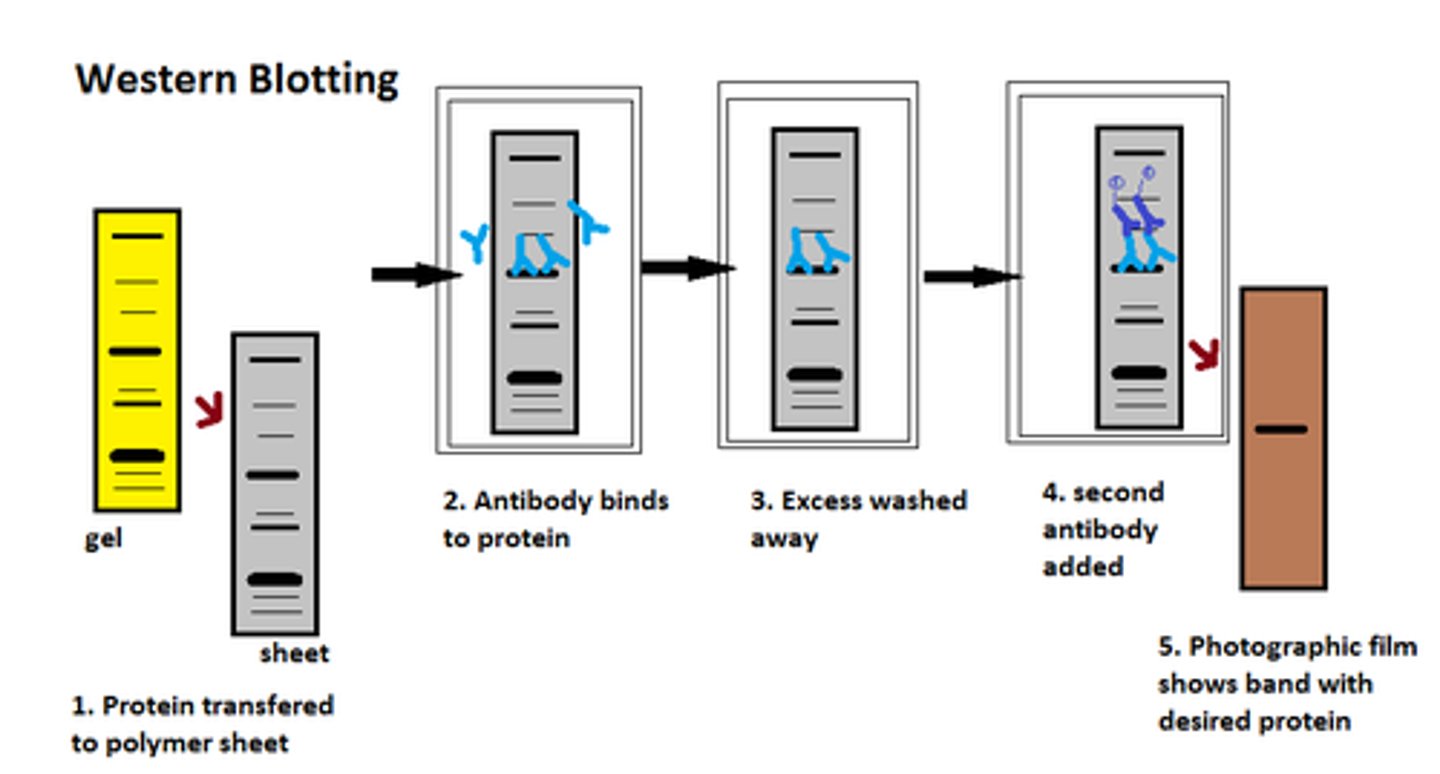 <p>Get proteins after putting them through SDS page. Add primary antibody for protein, then secondary antibody that binds to primary with fluorescent part. Can be used to detect oncogenic fusion proteins, like SS18-SSX</p>
