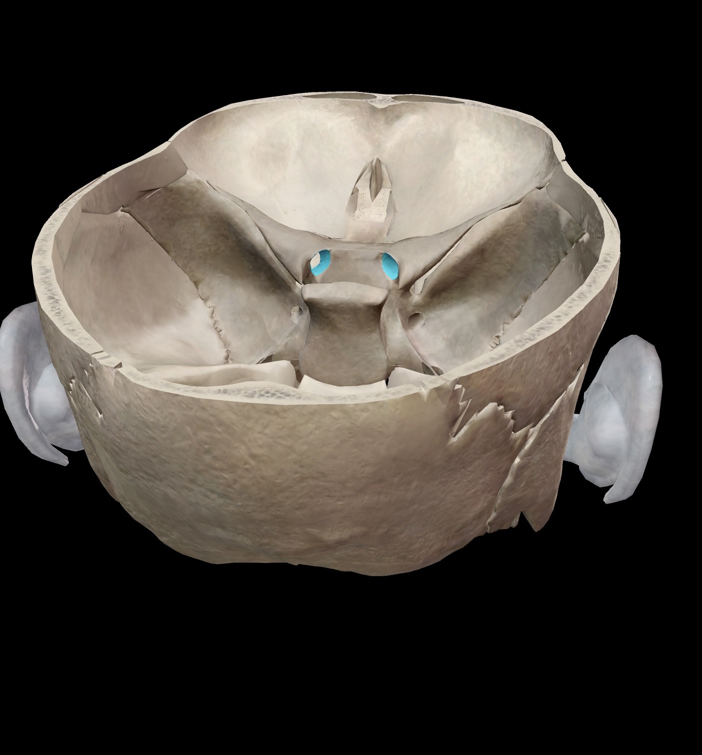 <p>What is this and what is its function? What nerve passes through here?</p>