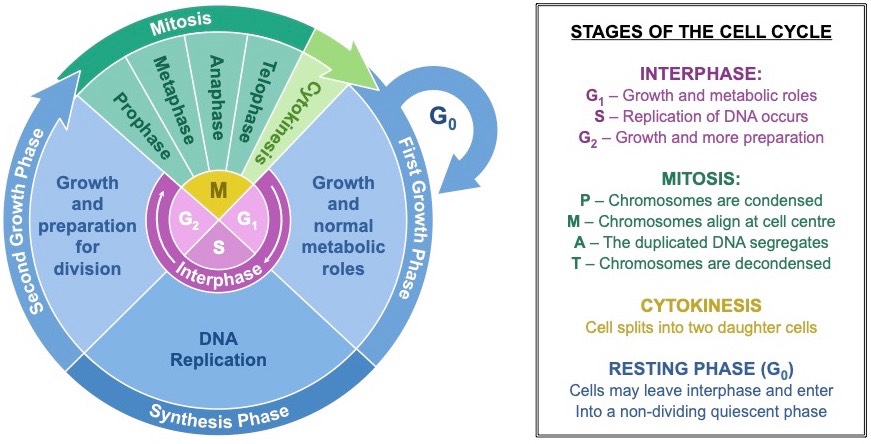 <p>Interphase: not a phase of mitosis/meiosis-cell growth and replication</p><p>Mitosis (creating 2 identical body cells) / meiosis (creating 4 unique haploid gametes):</p><p>Cytokinesis: membrane pinches to separate cytoplasm</p>
