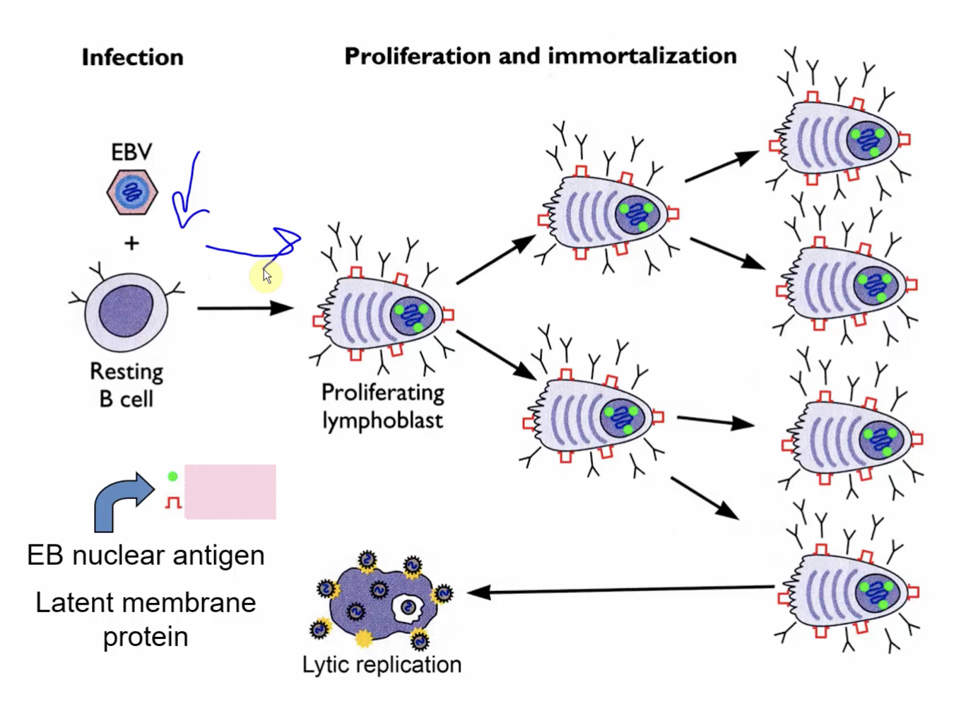 <p>What are the 2 EB nuclear antigens involved?</p>