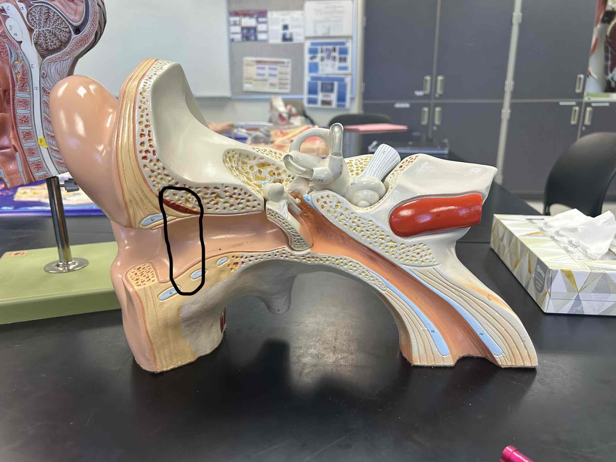 <p>hole in temporal bone for the ear canal</p>