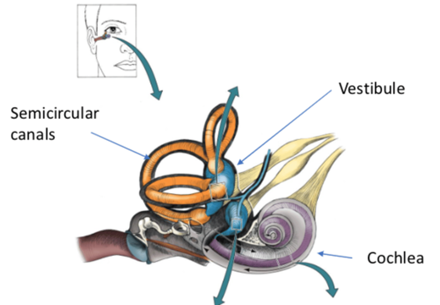 <p>- Cochlea</p><p>- Semicircular canals</p><p>- Otolith organs</p>