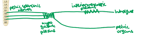 <ul><li><p>Fibers in the <strong>inferior mesenteric plexus</strong> travel to the hindgut organs (last two thirds of the transverse colon to the rectum)</p></li><li><p>Fibers in the <strong>hypogastric plexus</strong> travel to pelvic organs, including the bladder and reproductive organs.</p></li></ul><p></p>