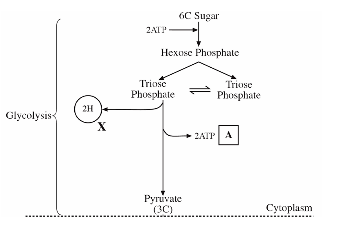 <p>1. A glucose molecule is phosphorylated by the addition of two phosphate groups, using two molecules of ATP, making hexose bisphosphate</p><p></p><p>2. Hexose bisphosphate is split into two triose phosphate molecules</p><p></p><p>3. The triose phosphate molecules are dehydrogenated, oxidising them to pyruvate. The hydrogen atoms are transferred to NAD. These steps release enough energy to synthesise 4 ATP molecules</p><p></p>