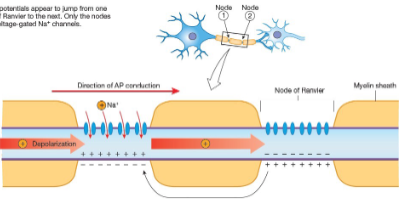 <p>Multiple sclerosis (demyelination slows/stops conduction).</p>