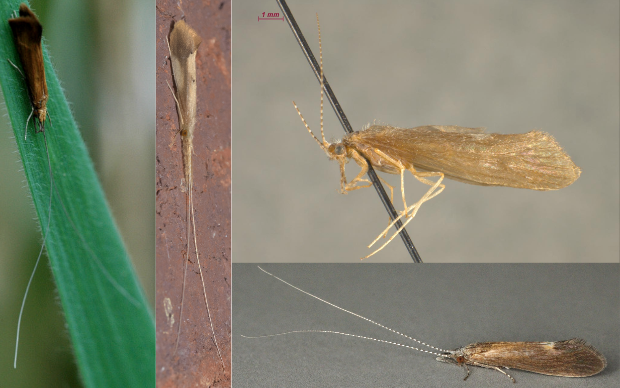 <ul><li><p><strong><em>Antennae very long</em></strong></p></li><li><p><strong><em>Ocellie absent</em></strong></p></li><li><p>Maxillary palps with fewer than 5 segments, last segment similar in size to others</p></li><li><p>Mesoscutum with setal warts, separated by notch</p></li><li><p>Meso-tibiae<strong><em> without preapical spurs</em></strong></p></li><li><p>Little/much larger than Hydroptilidae</p></li><li><p>Slender, often pale colored</p></li></ul><p></p>