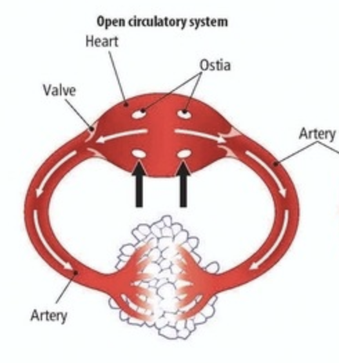 <ul>
<li>Few to no blood vessels outside the heart itself</li>
<li>Blood flows freely around the organs</li>
<li>Arthropods and most Molluscs</li>
</ul>