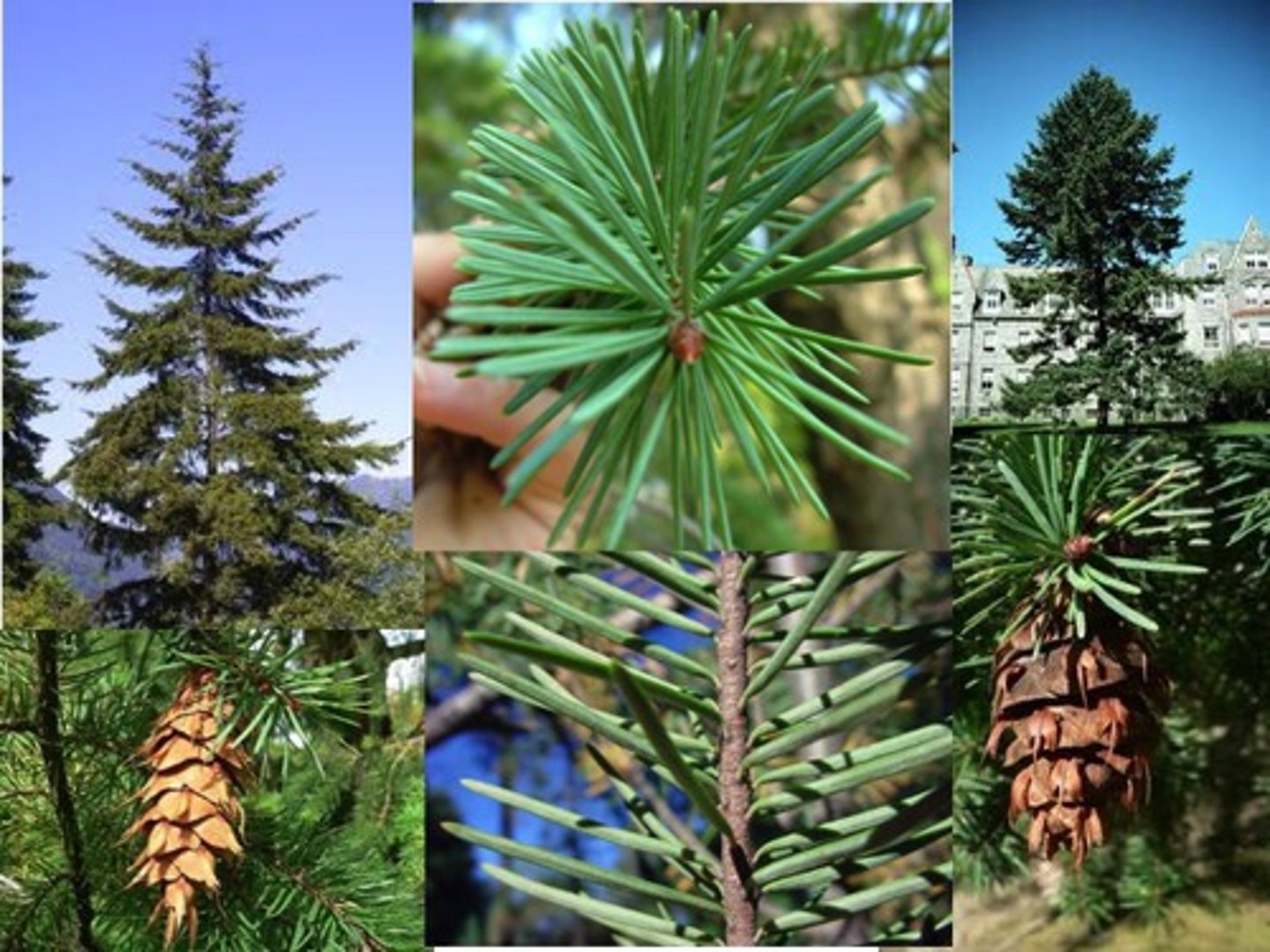 <p>Pinaceae Pseudotsuga menziesii</p>