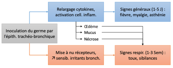 <p>L’inoculation du virus engendre deux choses ;</p><ul><li><p><u>Libération de cytokines</u> → Fièvre, myalgie, asthénie pendant 1 à 5 jours</p></li><li><p><u>Mise à nu des récepteurs</u> → Toux, sibilances, … pendant 1 à 3 semaines</p></li></ul>
