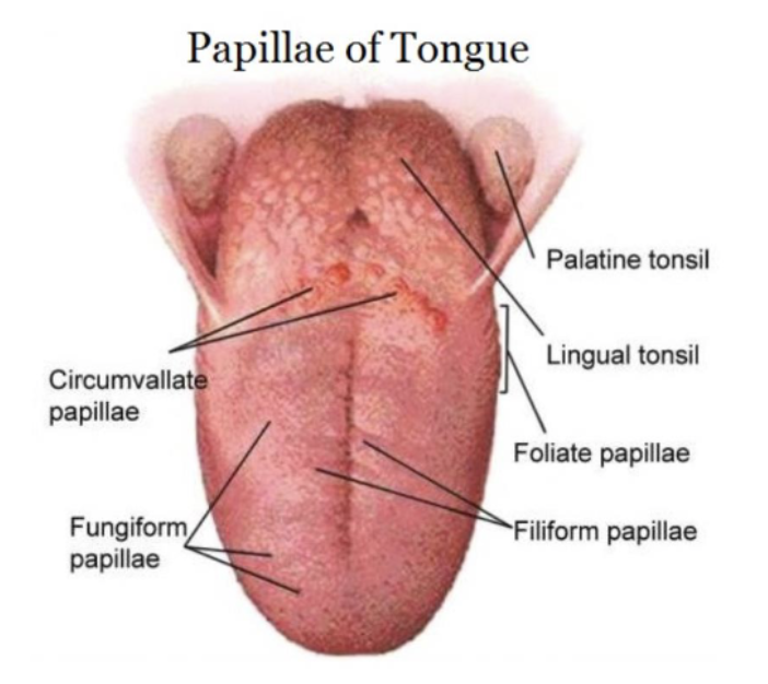<p>circumvallate (vallate) papillae</p>