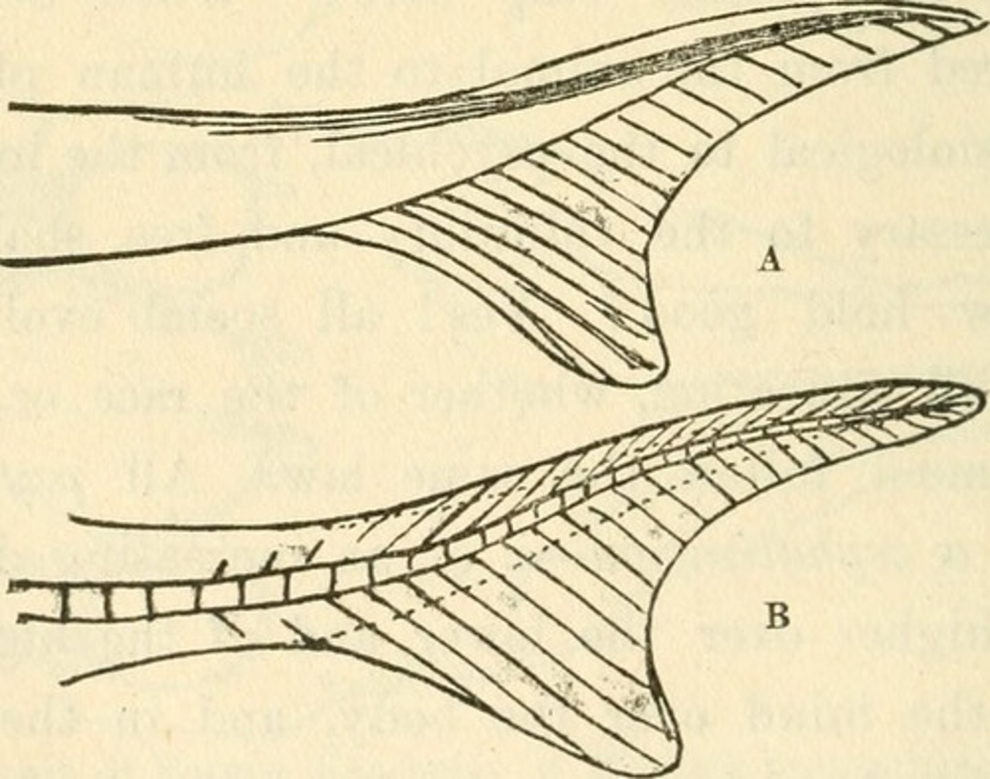 <p>tail fin with unequal lobes in which the vertebral column turns upward into the larger lobe</p><p>-Chondrichthyes and primitive bony fishes (sturgeons - Acipenseridae)</p>