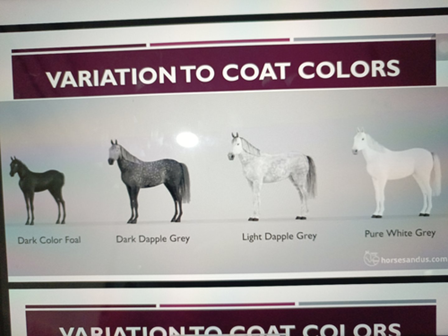 <p>- horse with coat that gradually fades from tis original color to white ¡ Born dark and changes to dapple to age 2-5, lighter at 8-10 years ¡ Steel gray - generally black but has white hair ¡ Flea-bitten - small specks of black present ¡ Silver grey - more white is visible</p>