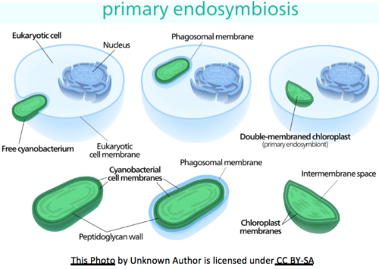 <p>what does it mean that plastids are semi-autonomous</p>