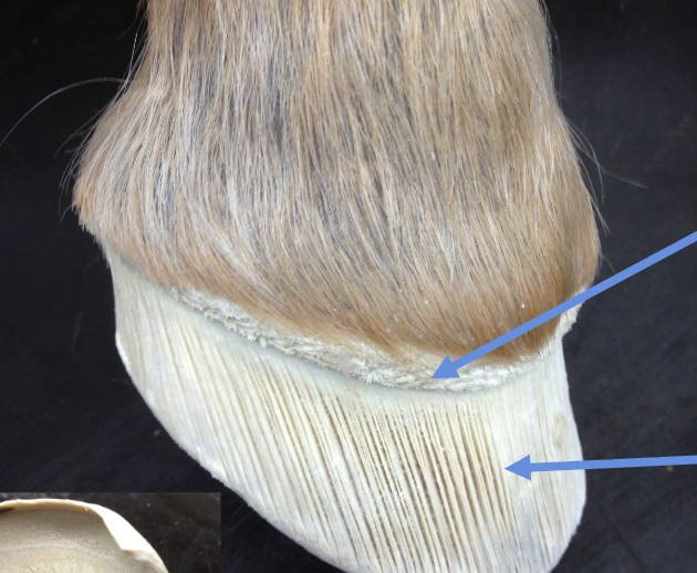 <p>what is the bottom arrow</p>