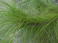 long needles occur in doubles and triples 