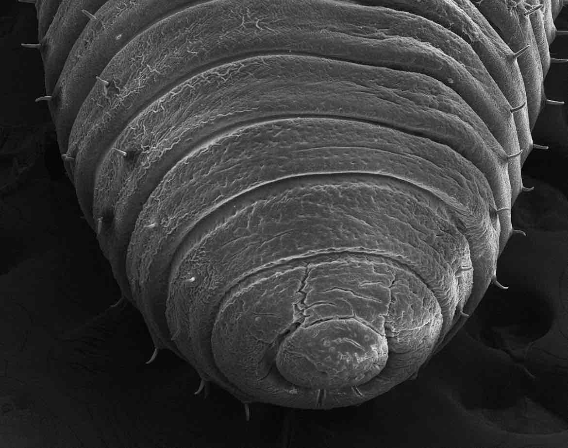 <p>Identify this structure</p>