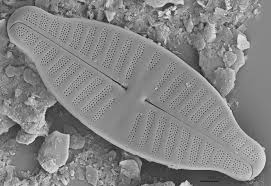 <ul><li><p>bilateral symmetry</p></li></ul><p></p>