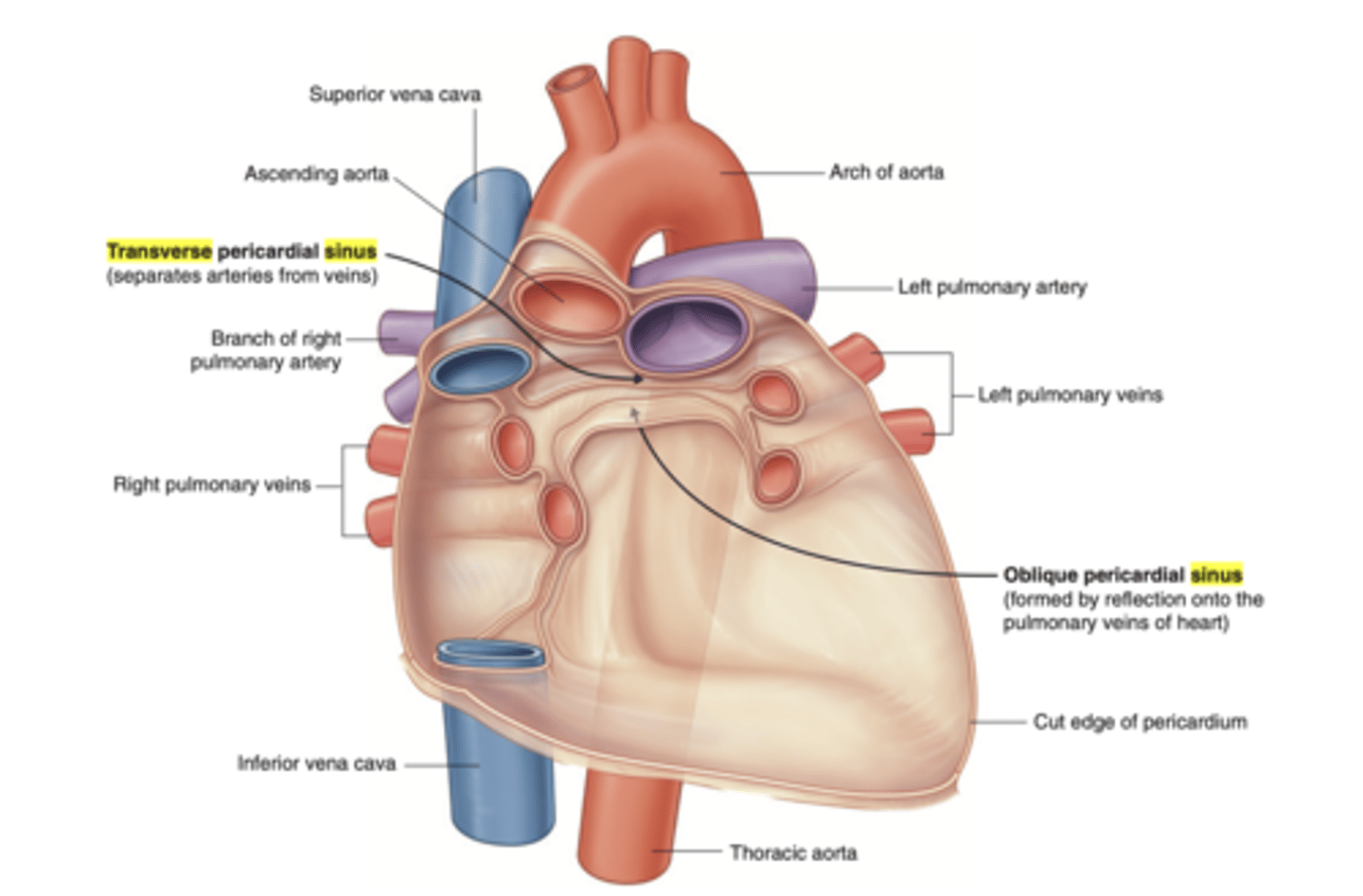 <p>Area where the parietal pericardium reflects (transition) into the visceral pericardium. </p><p>Posterior to the heart, cradled by the left atrium and the pulmonary veins.</p>
