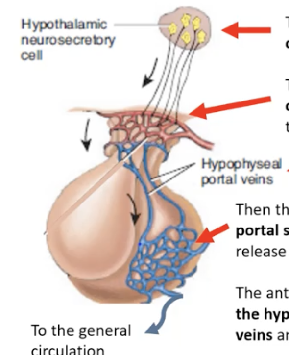 <p>The <strong>hypothalamus</strong> makes special hormones and releases them into tiny blood vessels (the <strong>hypophyseal portal system</strong>).</p><p>-First, they go into the <strong>primary capillary plexus</strong> at the base of the brain.</p><p>-Then, they travel down the <strong>portal veins</strong> to reach the <strong>anterior pituitary</strong>.</p><p>In the anterior pituitary, these hormones <strong>control whether pituitary cells release or stop releasing their own hormones</strong>.</p><p>-The pituitary hormones are then released into the <strong>secondary capillary plexus</strong>, enter the blood, and travel all around the body to act on different organs.</p>