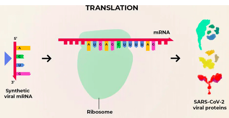 <p>a single strand of RNA that relays the code for a protein from DNA to the protein production site.</p>