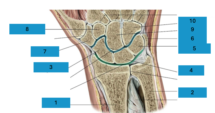 <p>Art. radiocarpalis met ossa carpalia</p>