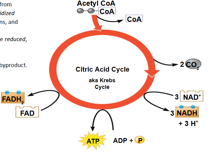 <p>Citric Acid Cycle/Krebs cycle breaks acteal CoA into lil more ATP</p><p>inputs: acetal CoA, FAD, NAD+, ADP</p><p>outputs: Co2, ATP, NADH, FADH2</p><p>location: mitochondrial matrix </p>