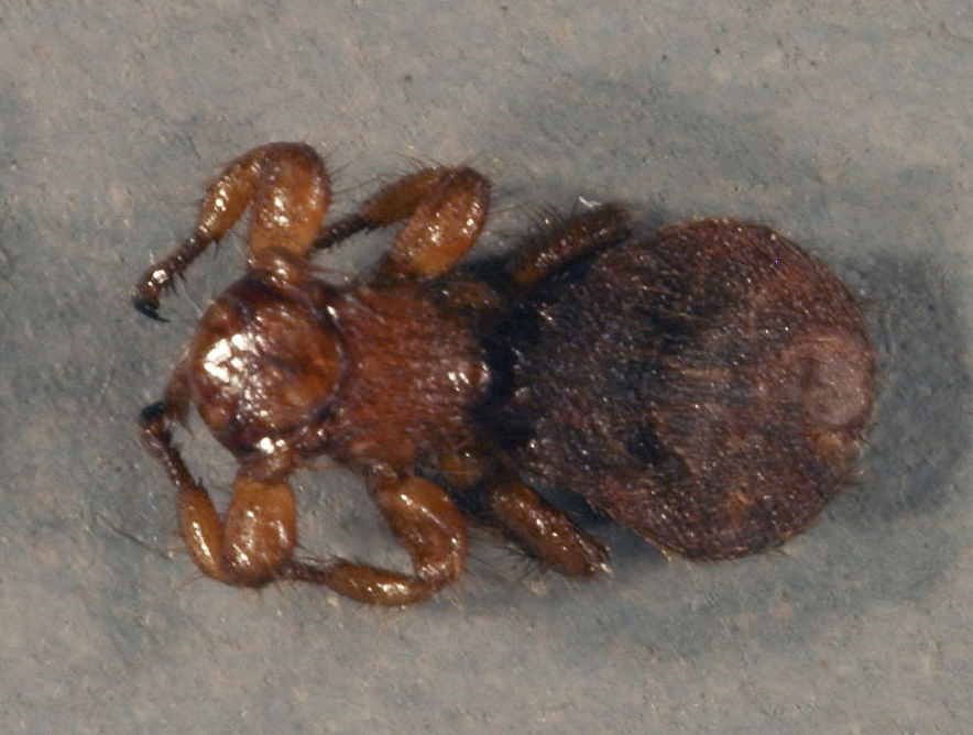 <p>what kind of fly</p>
