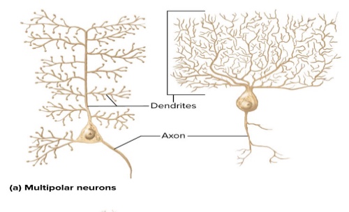 <p>What are four structural classes of neurons? Where are they located?: Multipolar neurons</p>