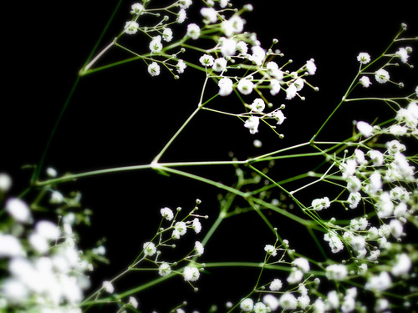 <p>Gypsophila elegans</p>