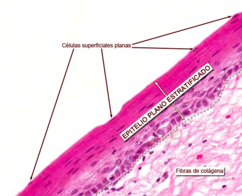 <ul><li><p>E. Estratificado Plano (piel delgada)</p><ul><li><p><strong>Descripción</strong>: Varias capas de células que son planas hacia la zona apical y columnares hacia la superficie basal. Metabólicamente activas</p></li><li><p><strong>Localización</strong>: Lengua, esófago, cervix</p></li><li><p><strong>Función</strong>: Solo protección, escasa o nula absorción o tránsito de materiales</p></li></ul></li></ul><p></p>