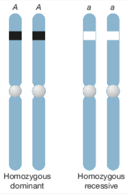 having two identical alleles for a gene

* can be either homozygous dominant or recessive