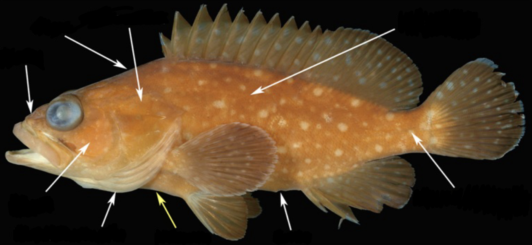 <p>What part of the fish is this?</p>