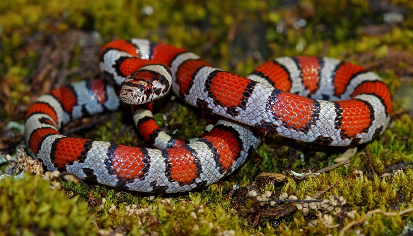 <p>Eastern Milksnake</p>