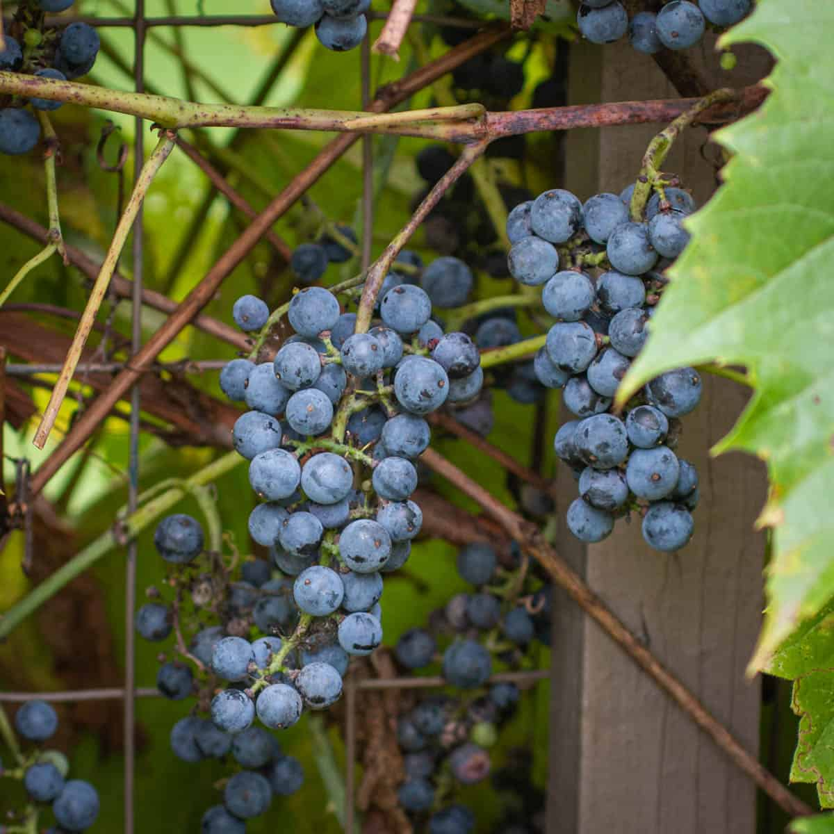 <p>Common name: Wild grape</p><p></p><p>Genus: vitis</p><p></p><p>Species: spp.</p><p></p><p>Family: Vitaceae</p>