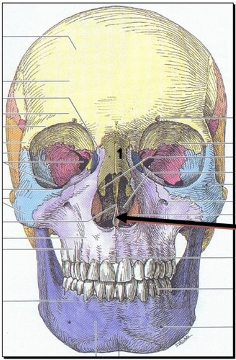 <p>1. Latin for plowshare</p><p>2. Inferior to the nasal bones</p><p>3. Immediately superior to the mandible</p>