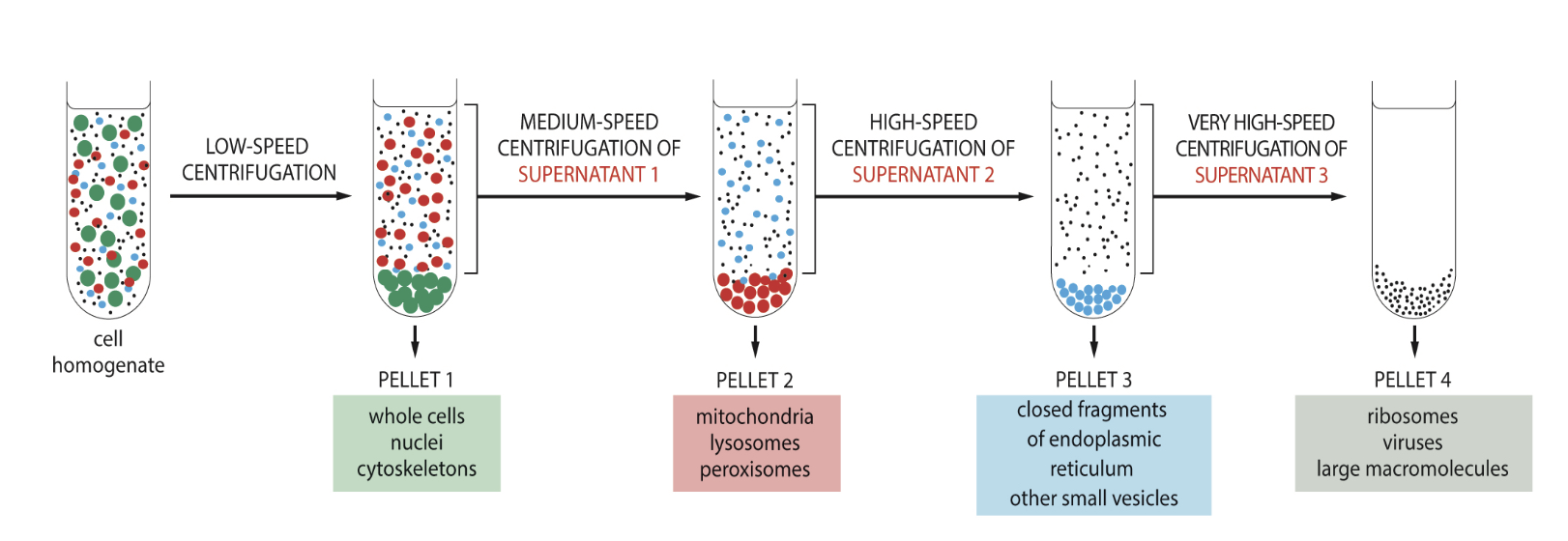 <ul><li><p>separating different cellular organelles from each other </p><ul><li><p>in differential centrifugation, larger organelles will form a pellet before smaller, lighter organelles do</p></li></ul></li></ul>