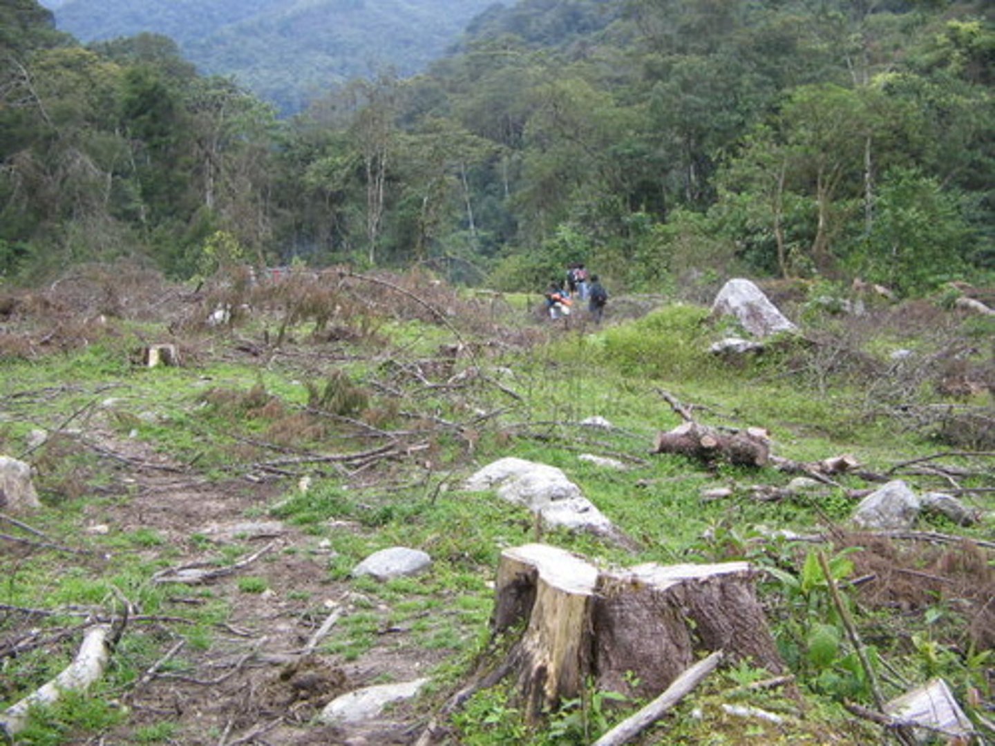<p>deforestation</p>