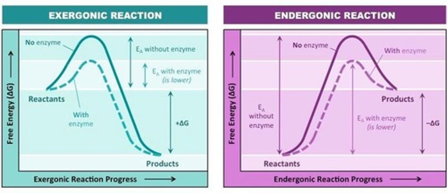 <p>Breakdown of ATP releasing energy for work.</p>