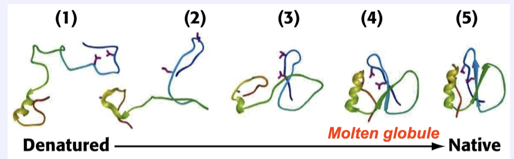 <p>Protein folding involves the formation of several stable intermediates:</p><p>Begins with denatured then goes through multiple intermediates before becoming a “molten globule.” This is the proteins final intermediate before returning to its native state</p>