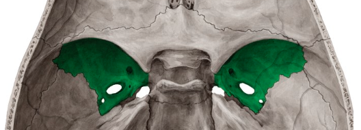 <p>caras laterales del esfenoides</p>