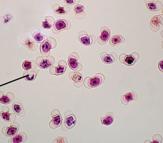 <p>identify and find ploidy</p>