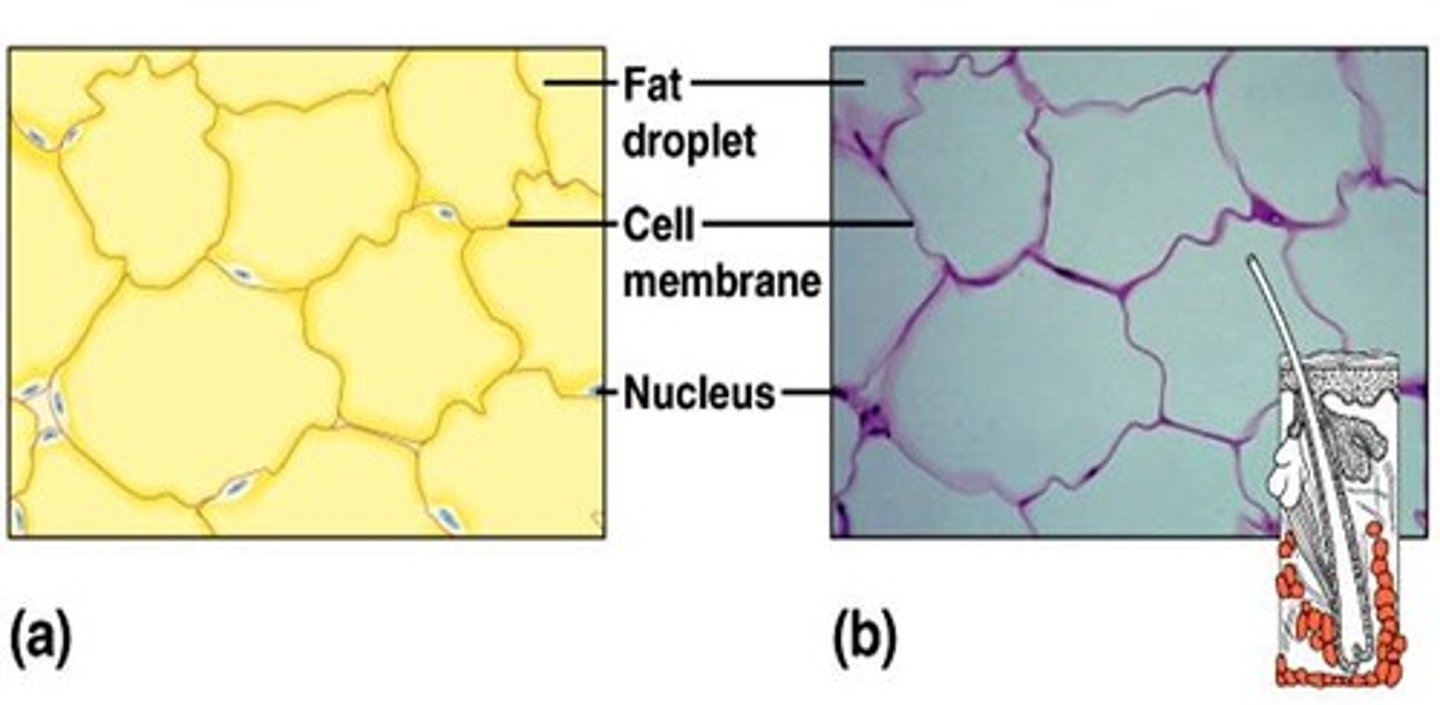 <p>loose connective tissue designed to store fat.</p><p>It is found beneath the skin, around joints, padding the kidneys and other internal organs, and in certain abdominal membranes. Cells are called adipocytes.</p><p>Also functions to store energy for the body.</p>