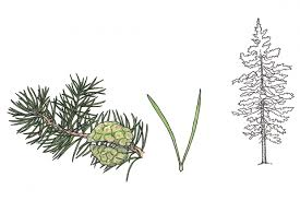 <p><em>Pinus banksiana</em></p>