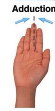 <p>Moving a body part towards the midline of the body</p><p><em>Adding your fingers together</em></p>