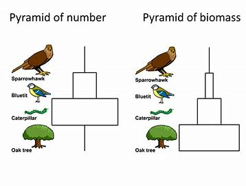 <p>Total dry mass of each organism at each trophic level</p>